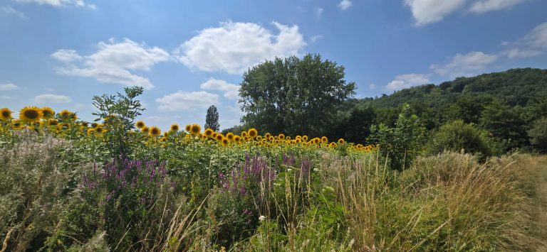 Champ de tournesols et fleurs sauvages près du gîte de Fompesquiere
