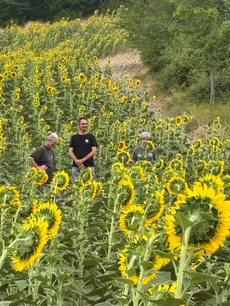 Participants de la retraite se promenant dans un champ de tournesols