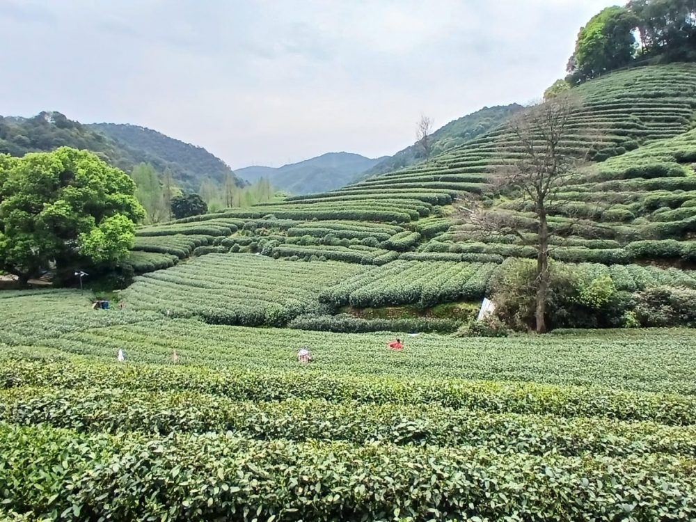plantation thé hangzhou voyage chine