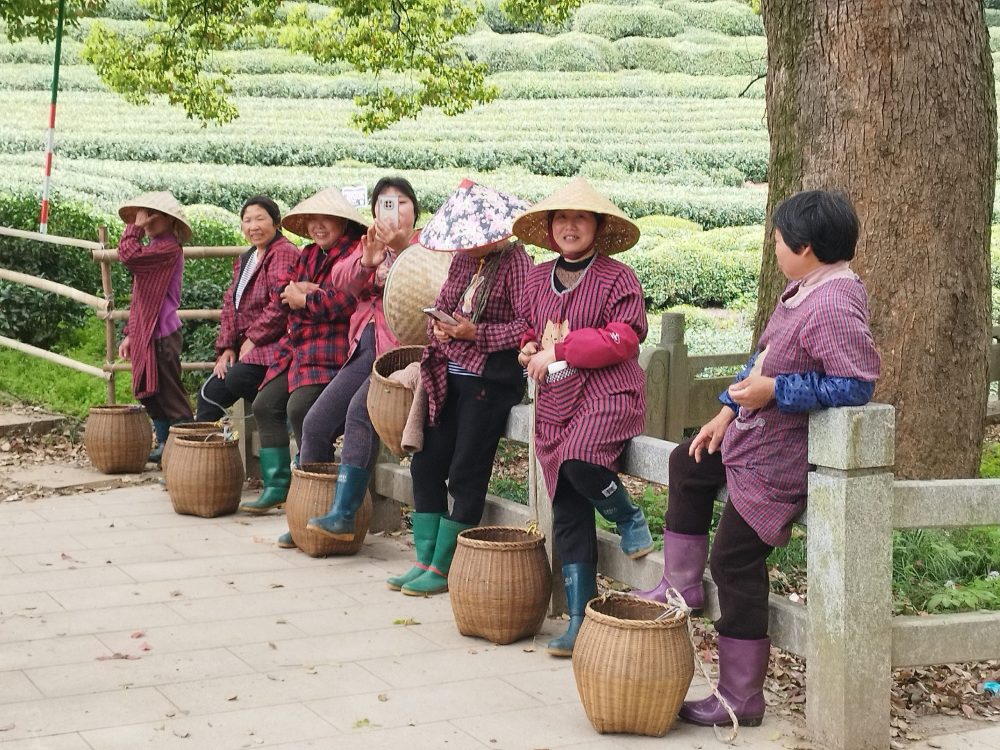 visite plantation thé chine voyage