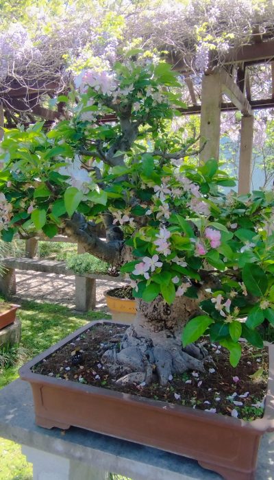 bonsai voyage chine association gardien celeste bordeaux