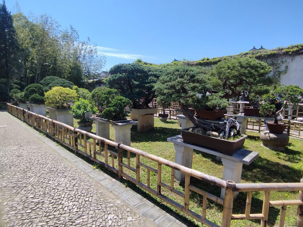 bonzai jardin suzhou voyage chine